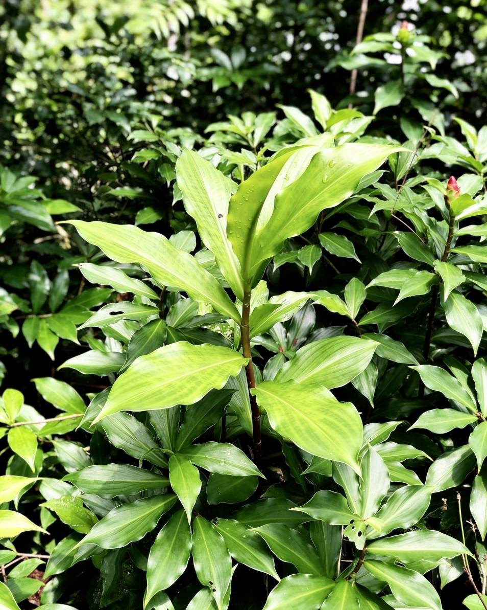 Close-up of green leaves with a blurred natural background